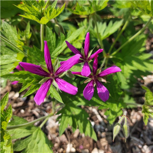 Geranium Psilostemon 'Pink Propellers'